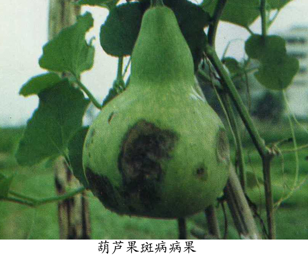 瓠子,葫芦果斑病