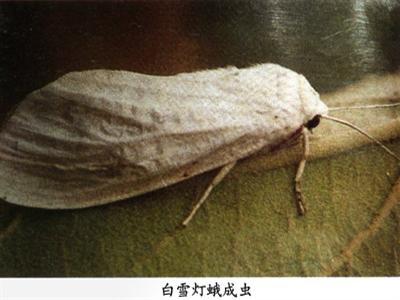  p>星白雪灯蛾,spilosoma menthastri (esper),为 a href="#" data