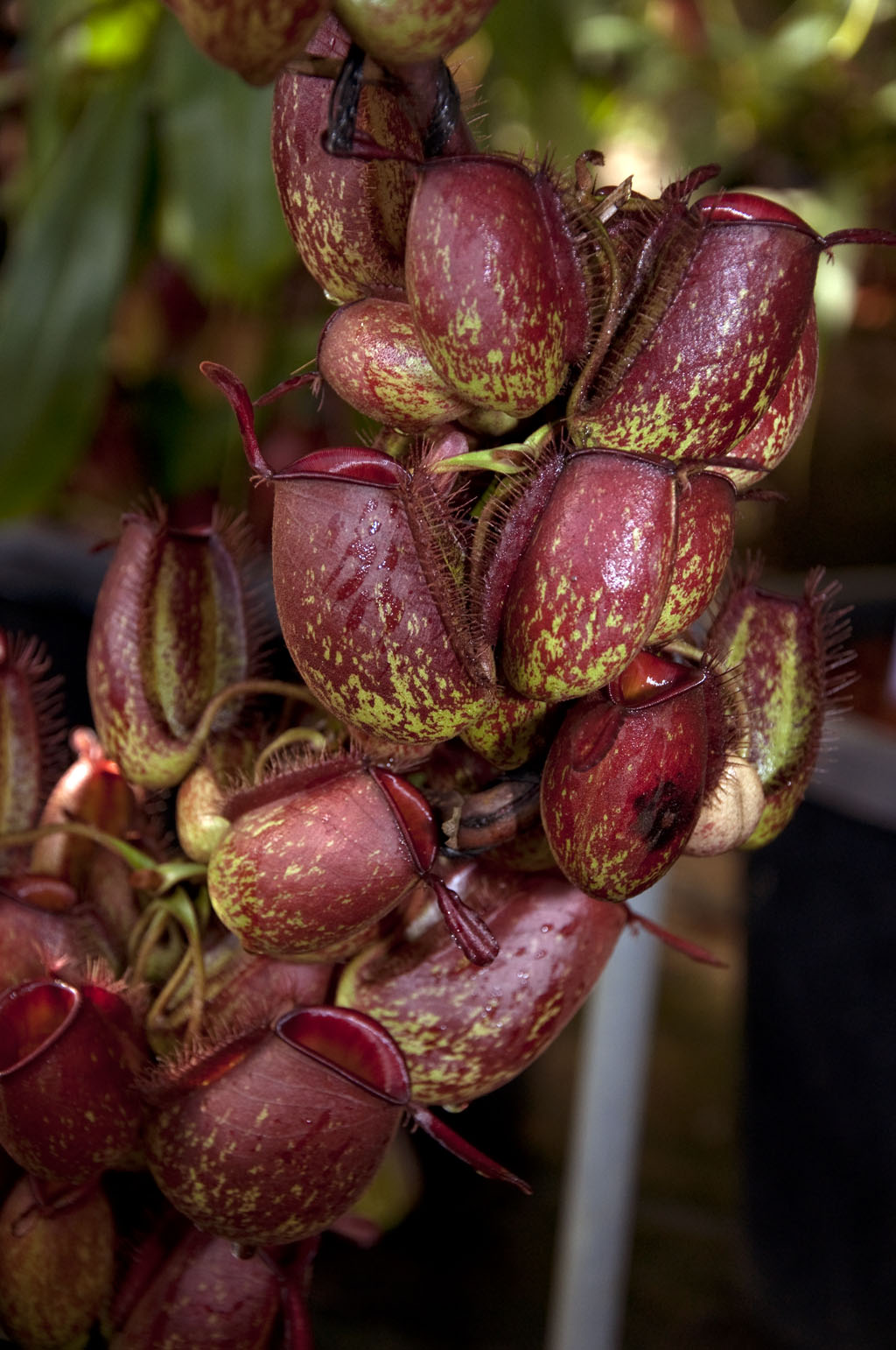  p>苹果猪笼草(n.