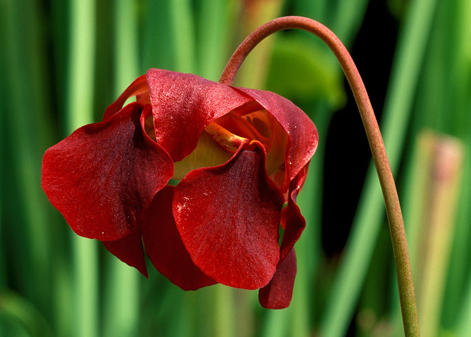 p>红瓶子草(学名: i>sarracenia rubra /i> walt.