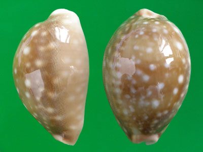  p>白星宝螺(学名:lyncina vitellus vitellus)是腹足纲宝螺科的 a