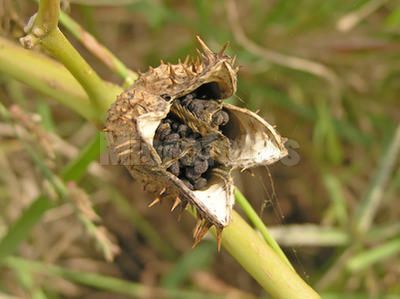  p data-id="gnx3je1rt5">风茄子为 a target=