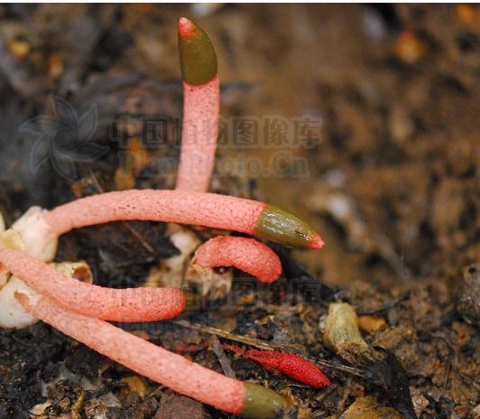  p>蛇头菌学名为"mutinus caninus",可以称得上是最丑陋的菌类.