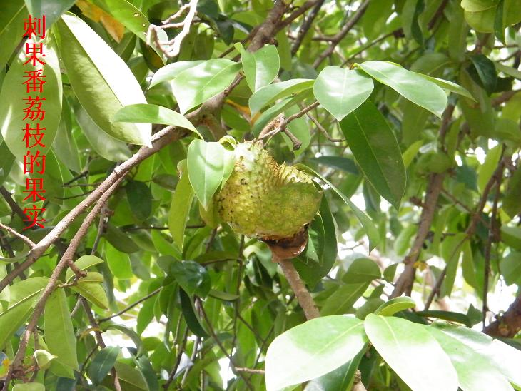  p>刺果番荔枝(学名: i>annona muricata /i> linn.