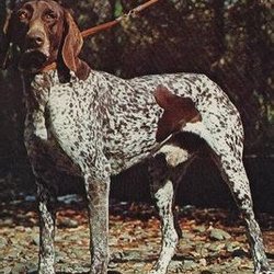  p data-id="t6lsbvv90ych">德国硬毛波音达是德国品种犬类. /p>