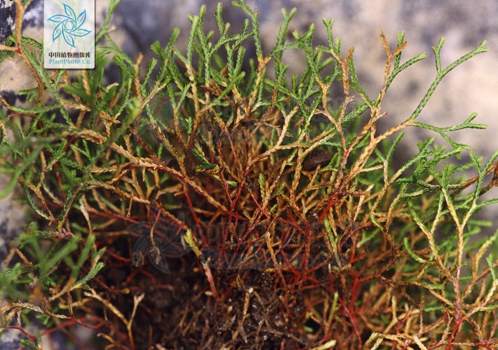  p>红枝卷柏(学名:selaginella sanguinolenta (l.