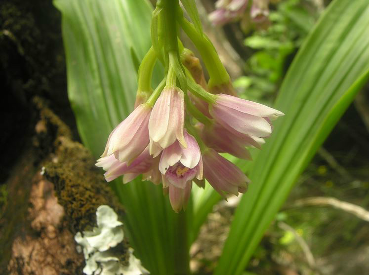 geodorum densiflorum (lam.) schltr. .