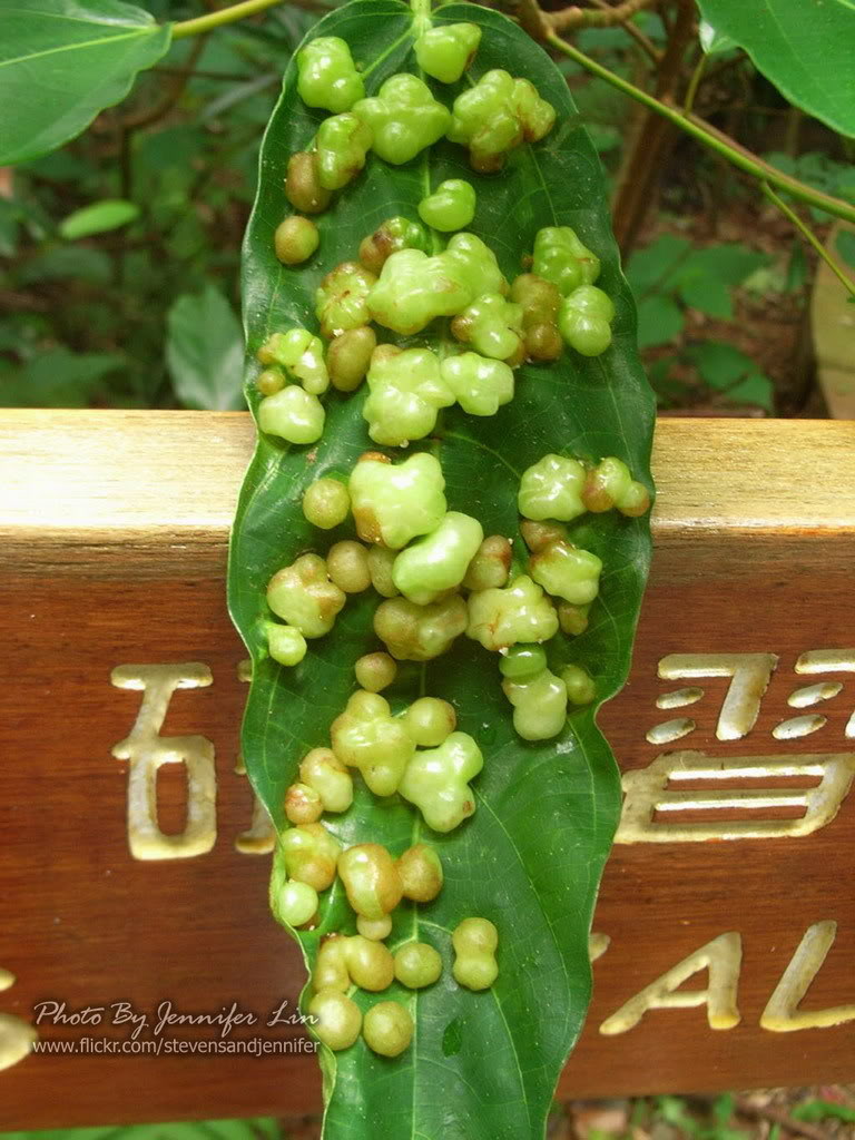 橡树虫瘿,橡树_大山谷图库