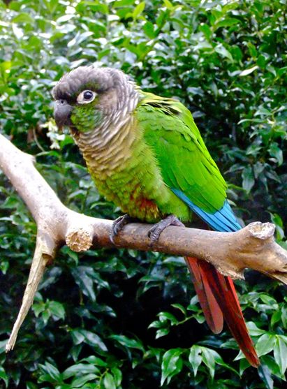 绿颊锥尾鹦鹉