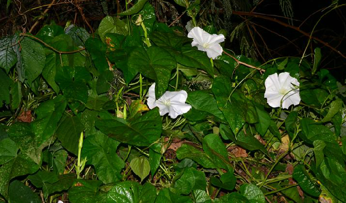 热带,我国有3种,其中 a href="#" data-lemmaid="78802">月光花 /a>c