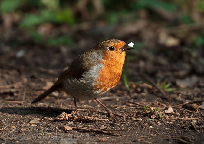 知更鸟(英文名称:robin)又称<a target="