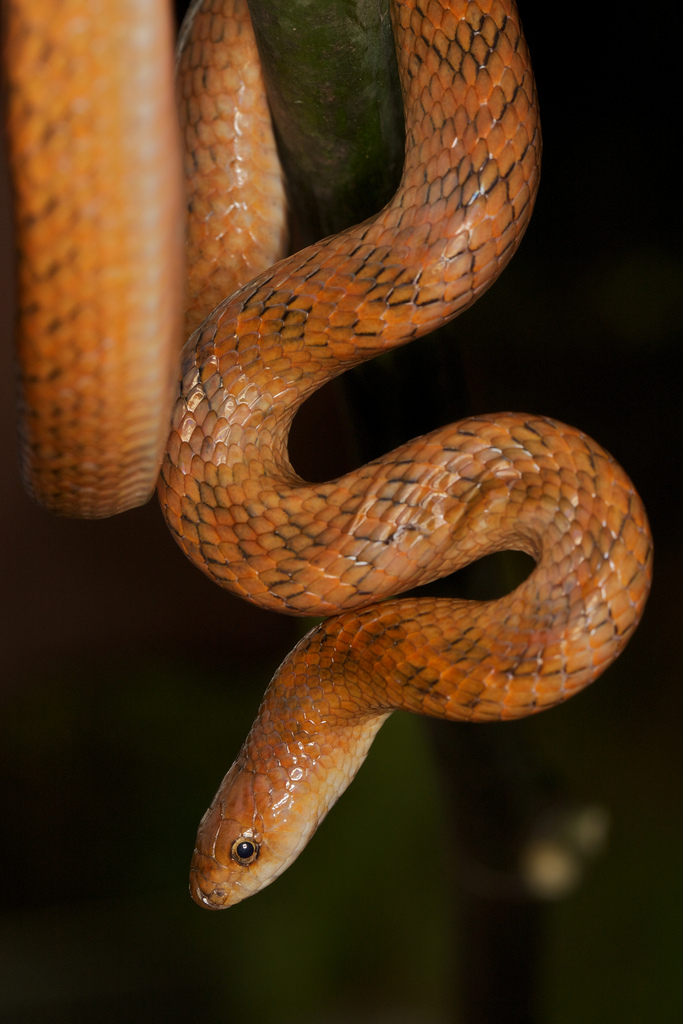 名:oligodon cinereus)是 a href="#">游蛇科 /a>小头蛇属的爬行动物