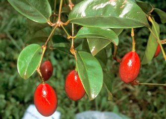  p>买麻藤科,为 a href="#" data-lemmaid="229100">裸子植物门 /a>的