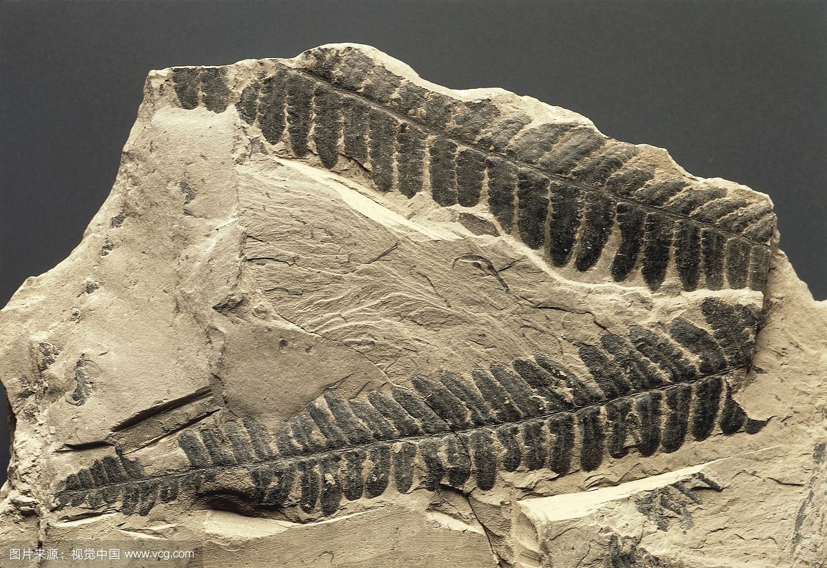 栉羊齿(pecopteris)