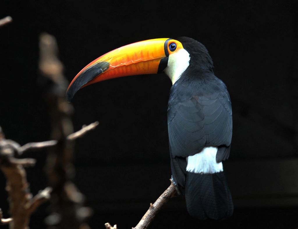  p>斑嘴犀鸟(学名:penelopides)是斑嘴犀鸟属下的 a href="#" data