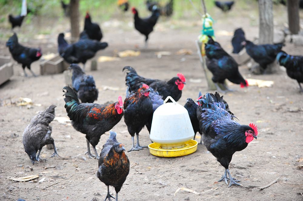  p>城口山地鸡,重庆市 a href="#" data-lemmaid="10976245">城口县 