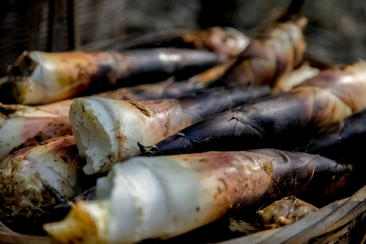  p>溪口雷笋,浙江省宁波市 a target="_blank" href="/item/奉化区