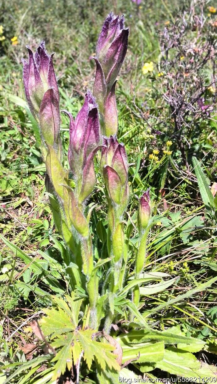 内蒙古,河北(建平,兴隆,小五台山,东陵,雾灵山,龙关),北京(密云)等地