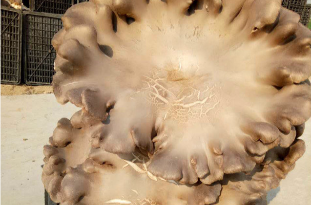  p>褐灵菇是周金山在太行山原始森林中发现的巨型野生食用菌,利用 a