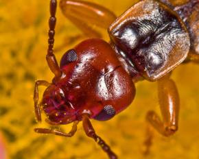 蠼螋图片_百度百科