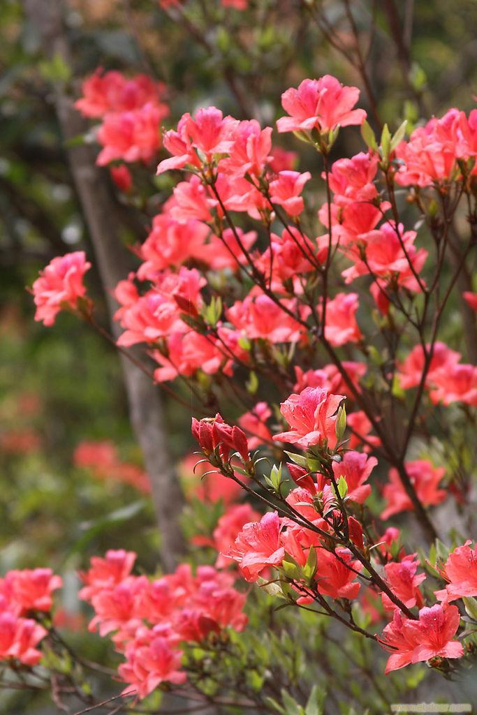  p>春鹃,又名映山红,满山红,山踯躅,红踯躅,山石榴,常绿灌木,高约2米