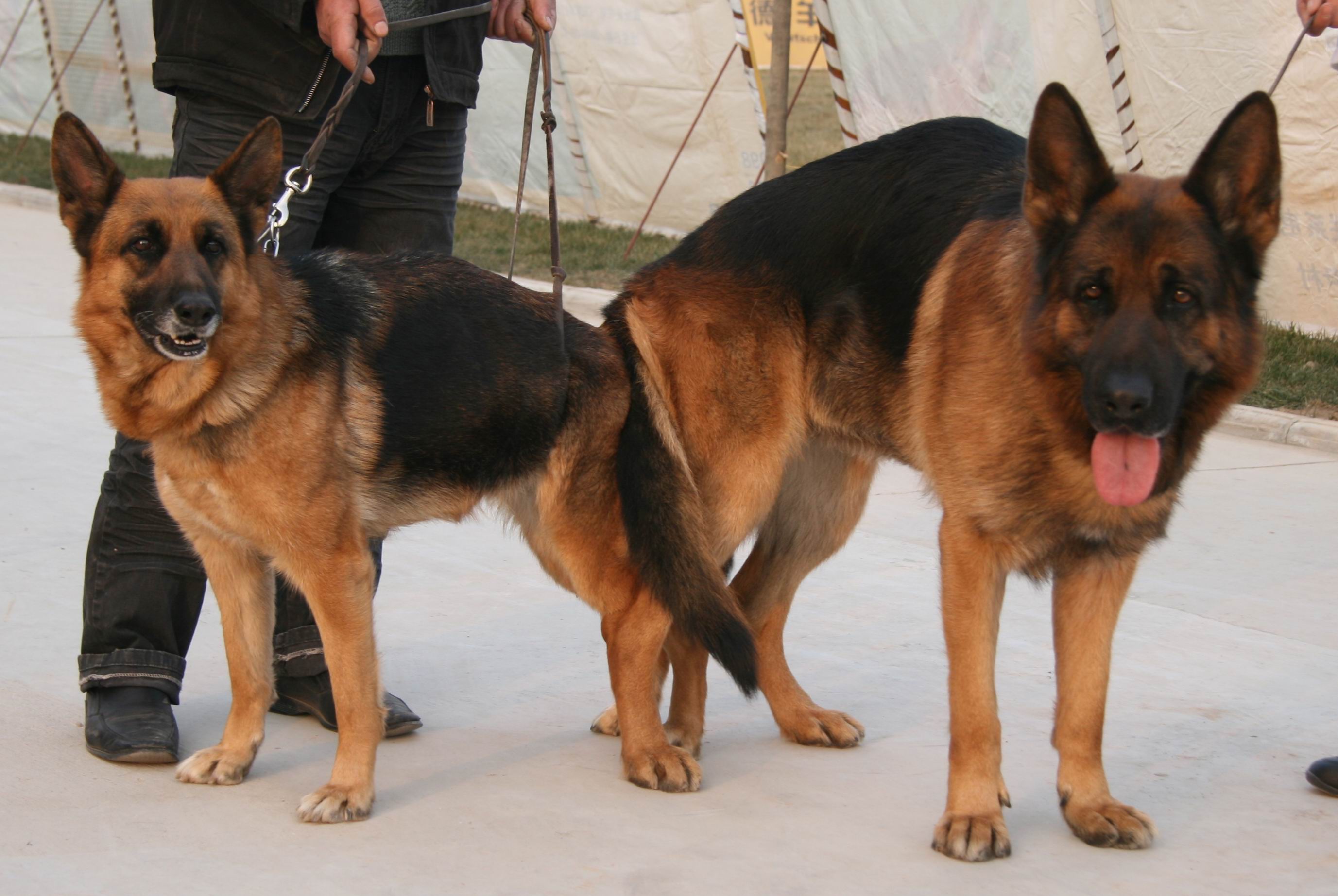 reproductive behaviour