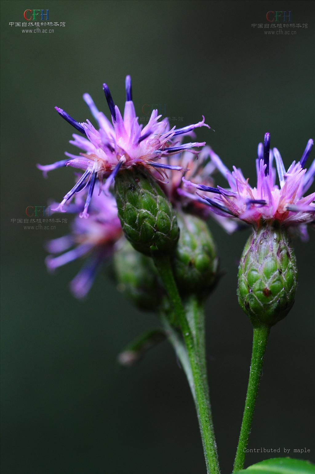  p>蒙古风毛菊(学名: i>saussurea mongolica /i>)是被子植物门菊科 a