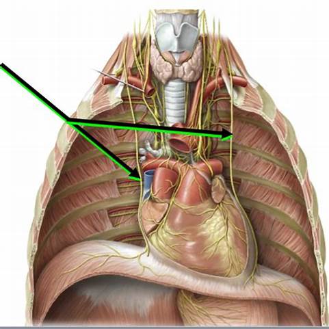 创伤等)出现的炎症反应,就是肋间神经炎,常表现为肋间