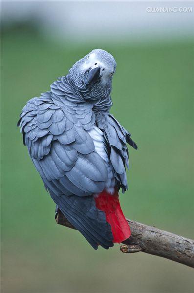  p>非洲灰鹦鹉(学名: i>psittacus erithacus /i>)属于大型鹦鹉,是