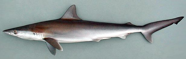 鲨(学名: i>rhizoprionodon acutus /i>)是真鲨科,尖吻鲨属的一种鲨鱼