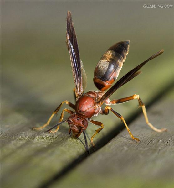  p>马蜂,又称为"蚂蜂","胡蜂"或"黄蜂".