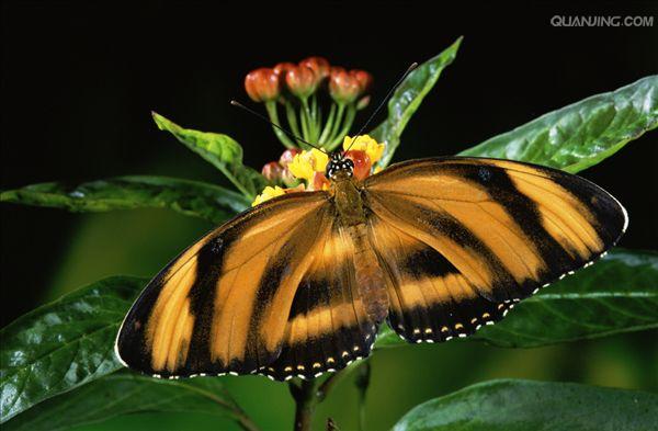  p>红带袖蝶 i>(学名:heliconius melpomene) /i>,又名红色邮差蝴蝶
