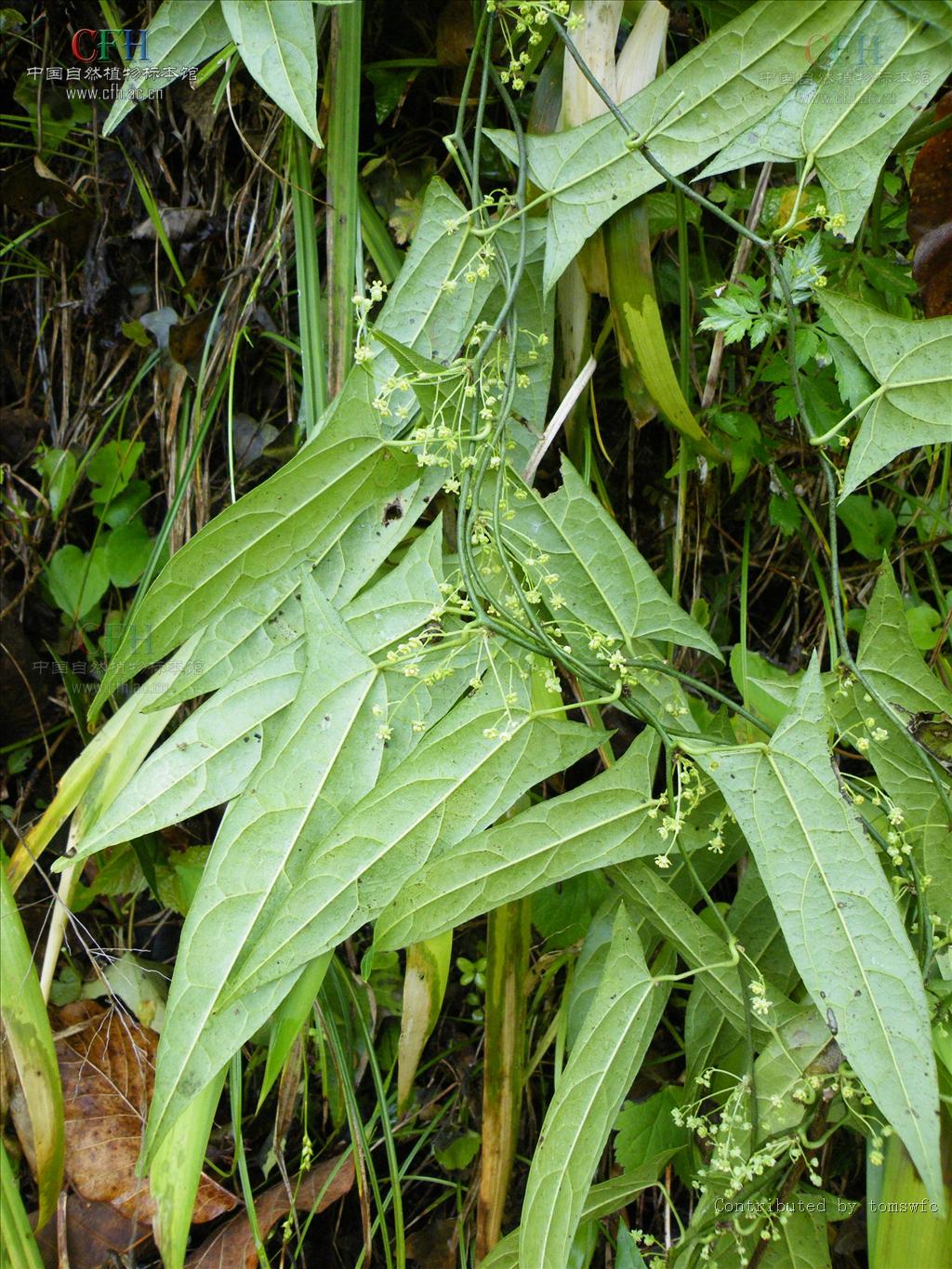  p>青牛胆属(学名:tinospora miers)防己科藤本植物.