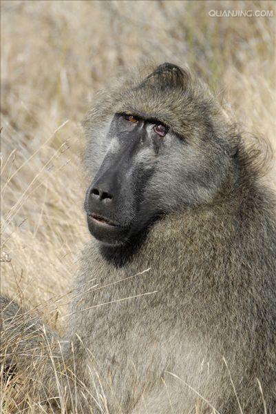  p>狒狒(学名: i>papio /i>):灵长目 a target="_blank" href="/item