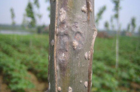 href="/item/杨树/3452" data-lemmaid="3452">杨树 /a>重要枝干病害