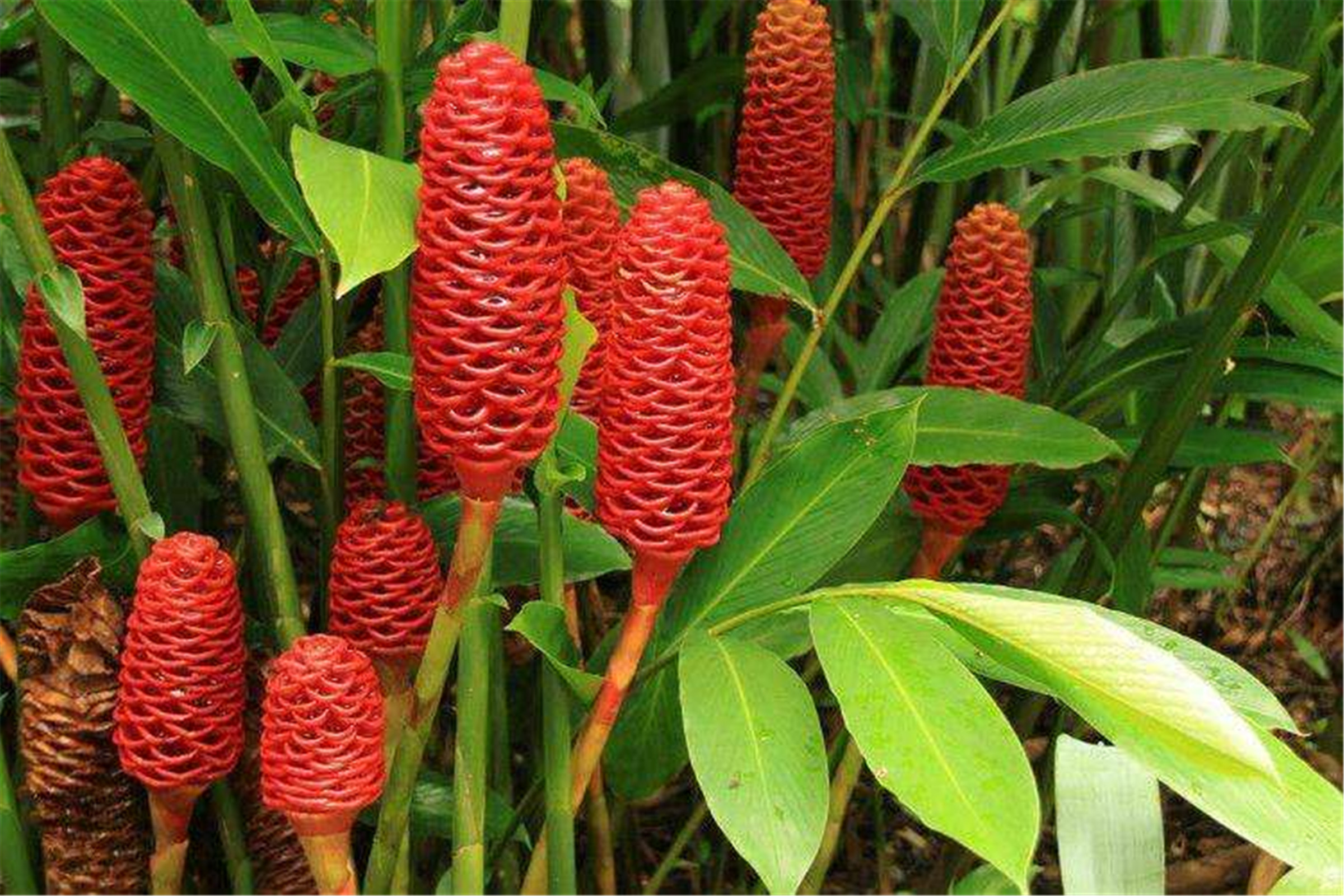  p>红球姜(学名: i>zingiber zerumbet   /i>(l.