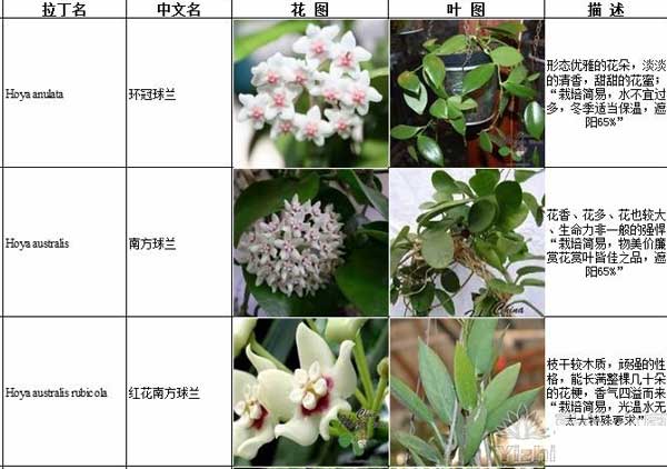 红副球兰(白花)