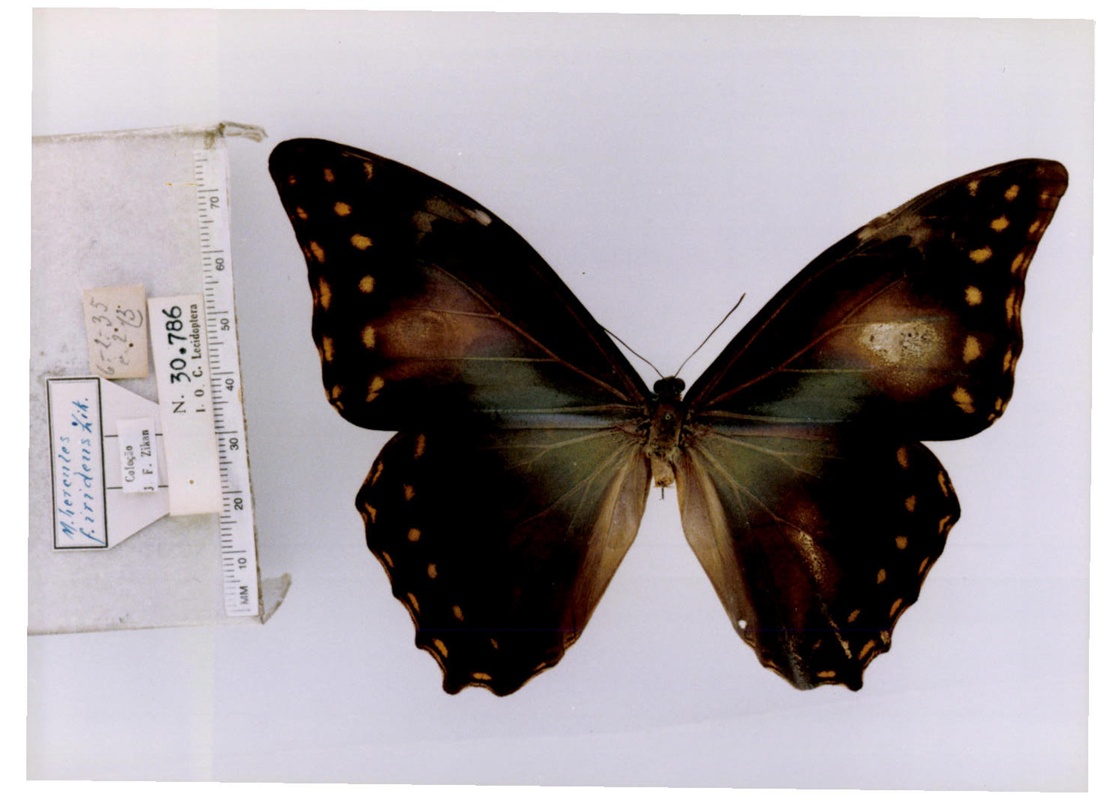  p>海阔闪蝶,morpho hercules (dalman, 1823),鳞翅目 a target="