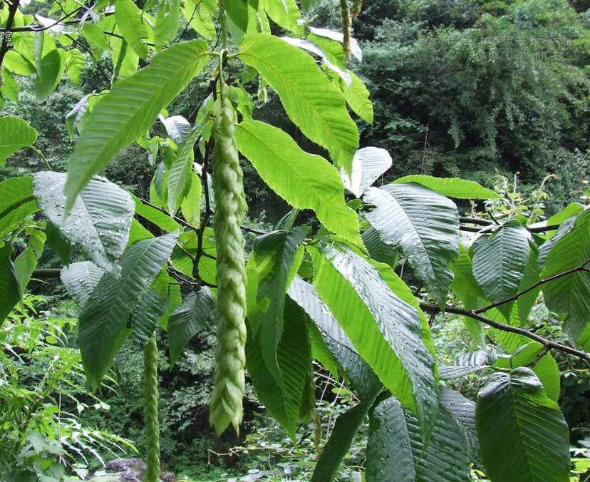  p>千金榆(学名: i>carpinus cordata /i> bl.