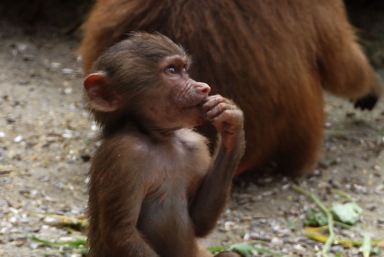  p>几内亚狒狒(学名: i>papio papio /i>):在同属中是体型较小的 a