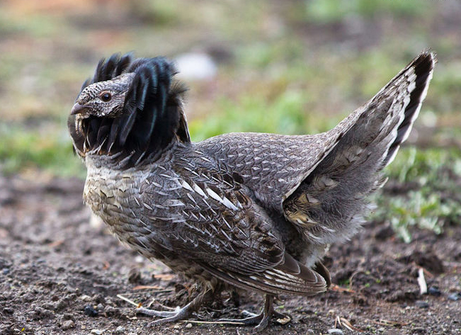  p>披肩榛鸡(学名: i>bonasa umbellus /i>):共有15个 a href="#"