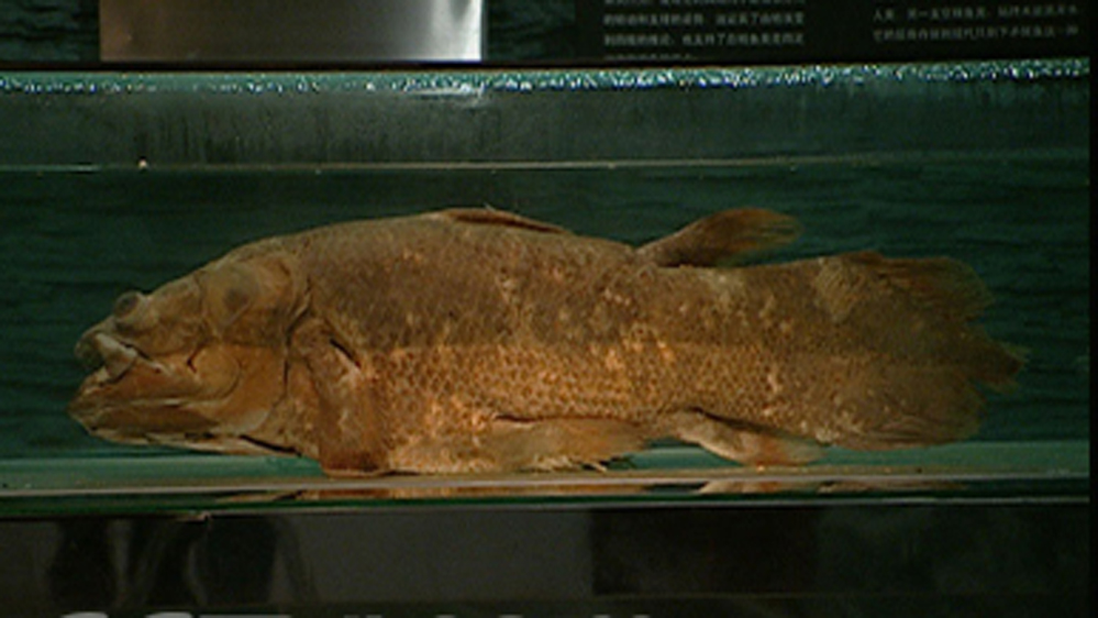  p>异龙鲤(学名: i>cyprinus /i> ( i>mesoc