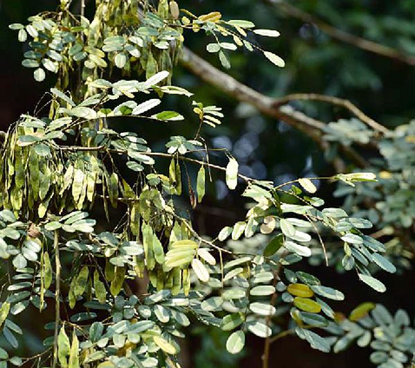  p>黑黄檀(学名: i>dalbergia fusca /i> pierre)是豆科,黄檀属的高大