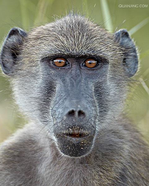  p>狒狒(学名: i>papio /i>):灵长目 a target="_blank" href="/item