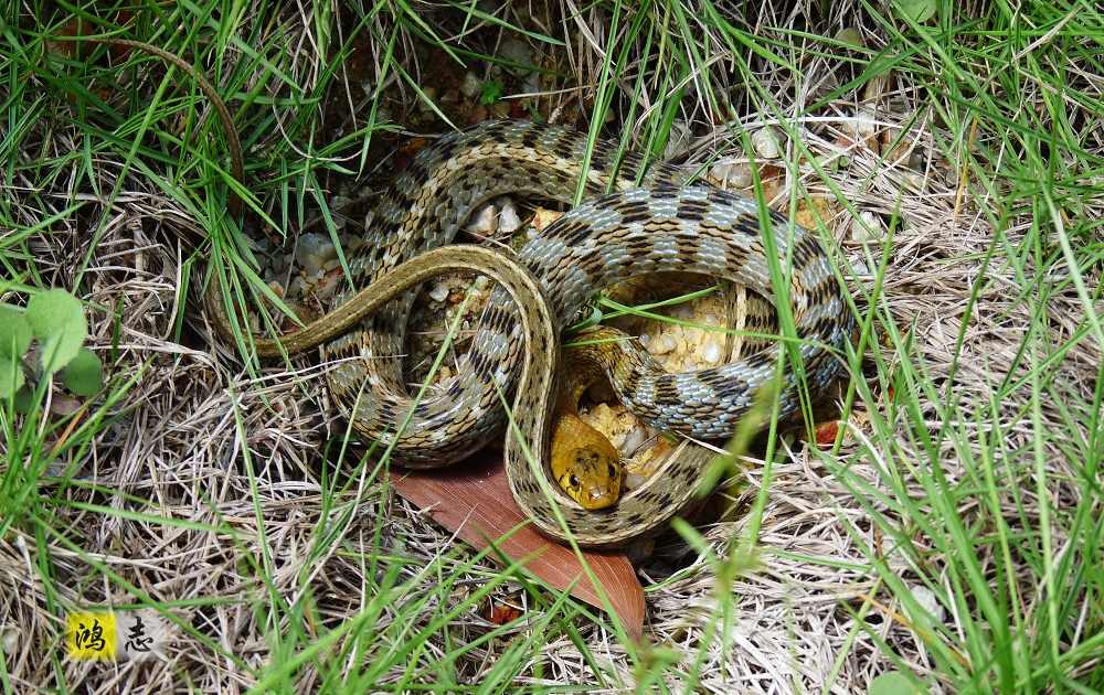  p>草腹链蛇(学名:amphiesma stolata)为 a href="#">蛇亚目 /a> a