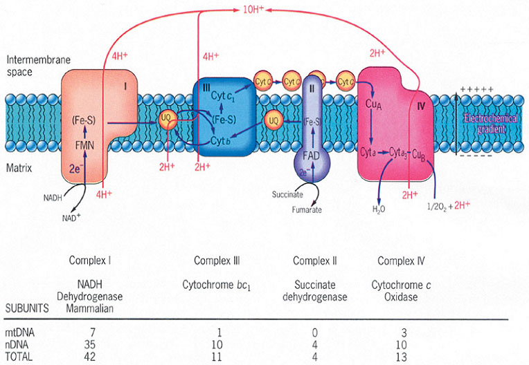 respiratory chain