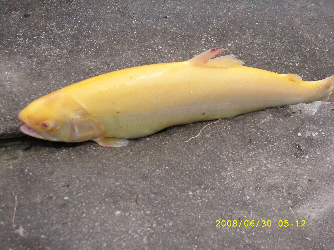 鳟鱼是一群分类上属于鲑科鲑亚科的鱼类的俗名.