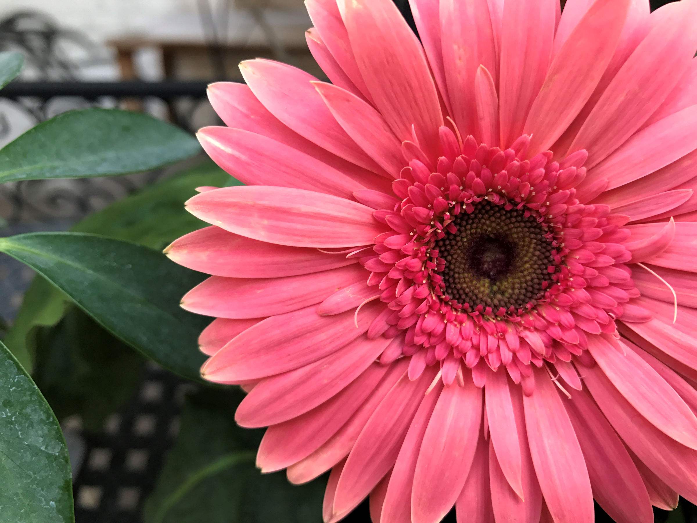  p>非洲菊(学名: i>gerbera jamesonii /i> i>  /i>bolus)是 a href="