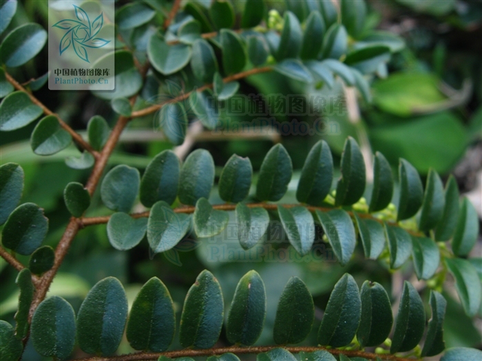  p>艳花酸藤子( a href="#" data-lemmaid="8074290">学名 /a>