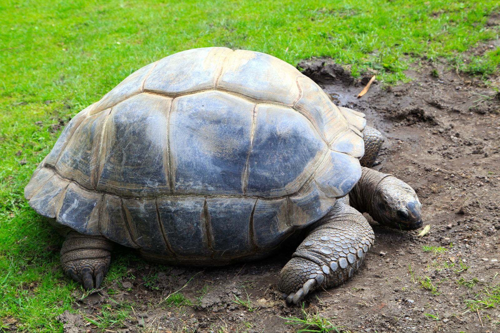  p>欧洲 a href="#">陆龟 /a>体型与体色的变异都很大,在 a href="#"